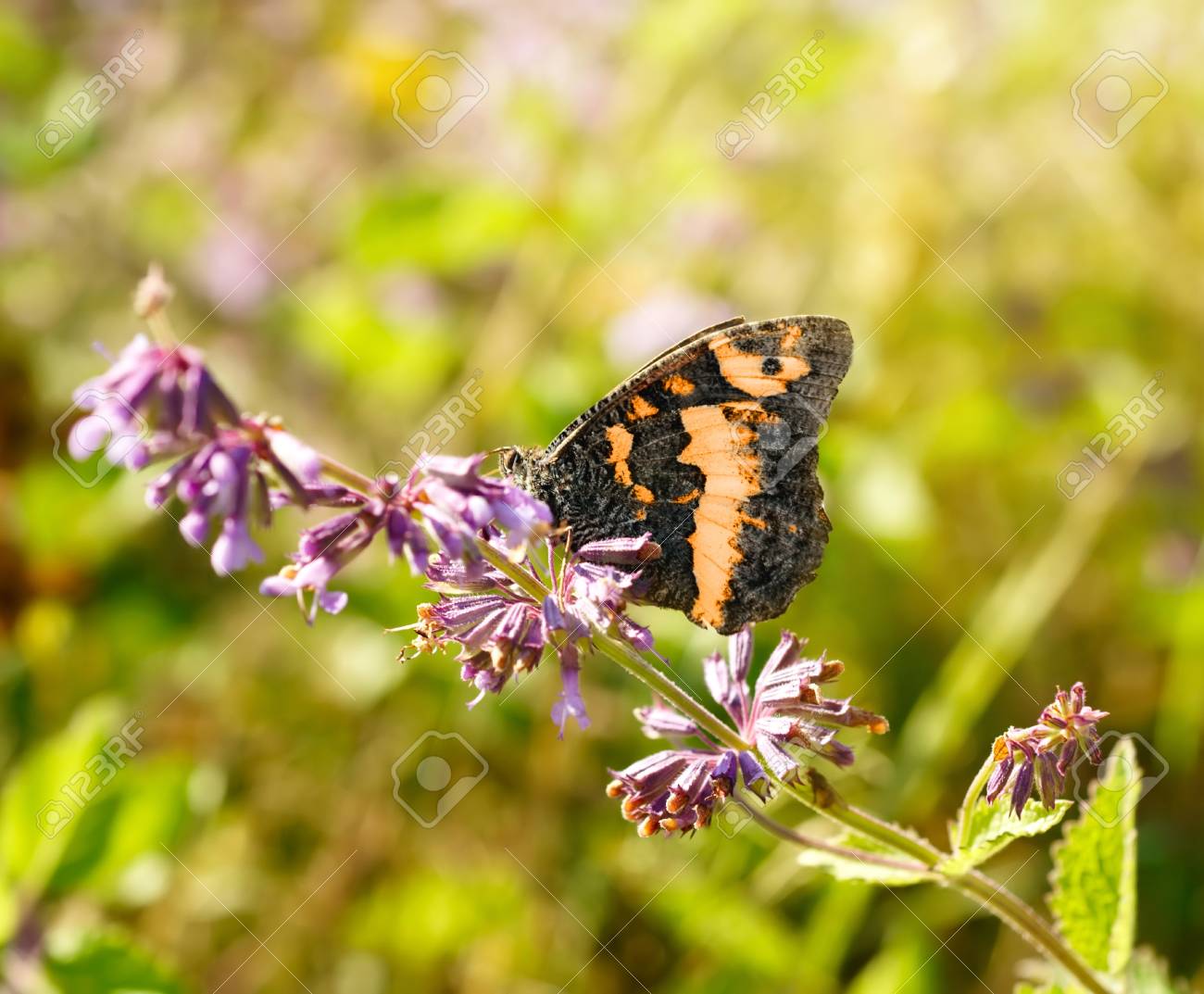 etiam-dictum-ipsum-a-felis