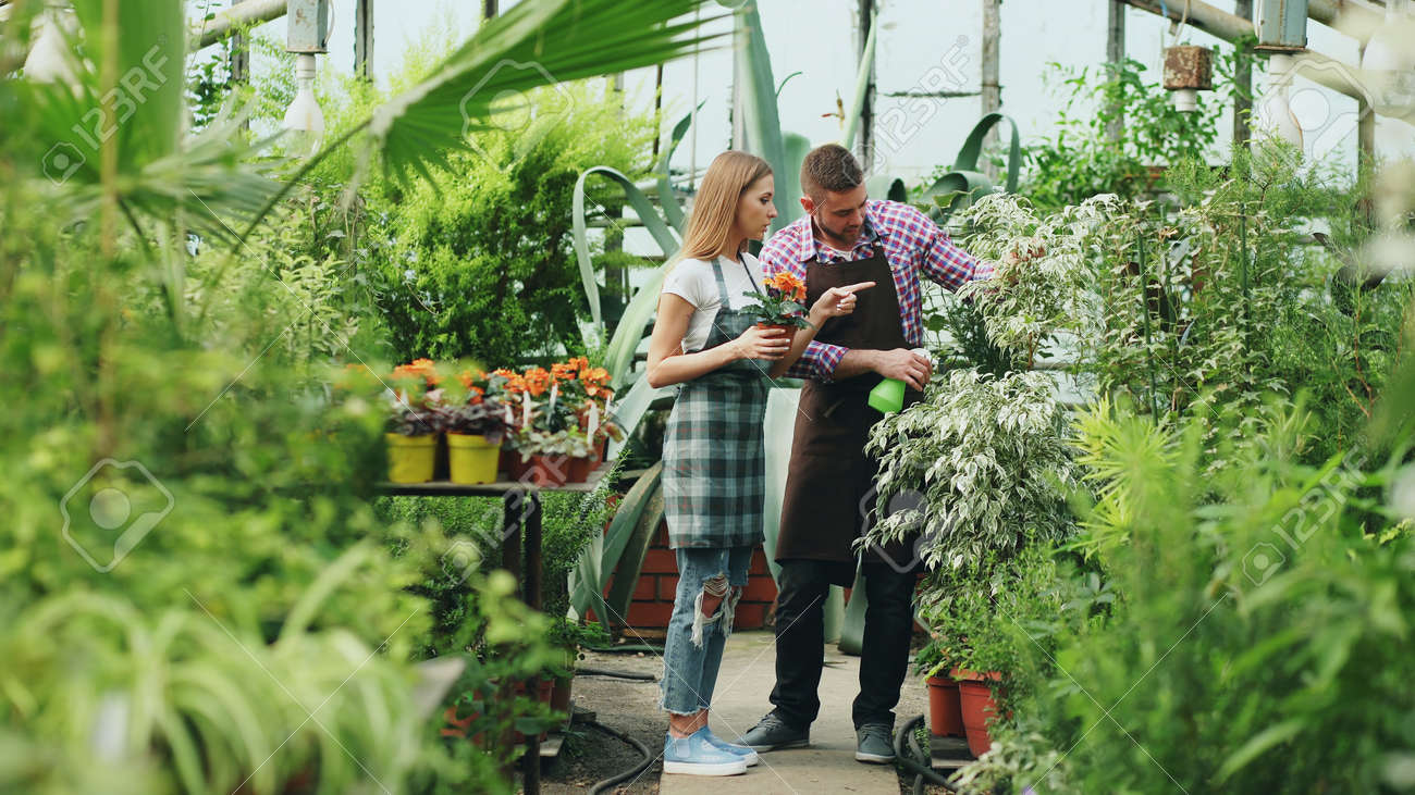 魅力的なカップルは温室で働きます 彼女の夫が彼に話している間 庭の噴霧器で植物に水やりエプロンの庭師 の写真素材 画像素材 Image