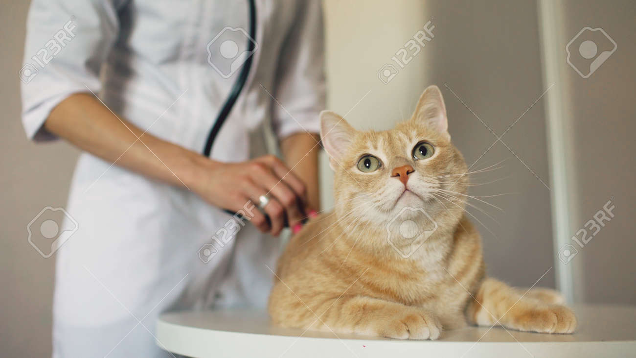 Closeup of Veterinarian woman with stethoscope examining cat in medical vet office - 91628646 Closeup of Veterinarian woman with stethoscope examining cat in medical vet office - 91628646