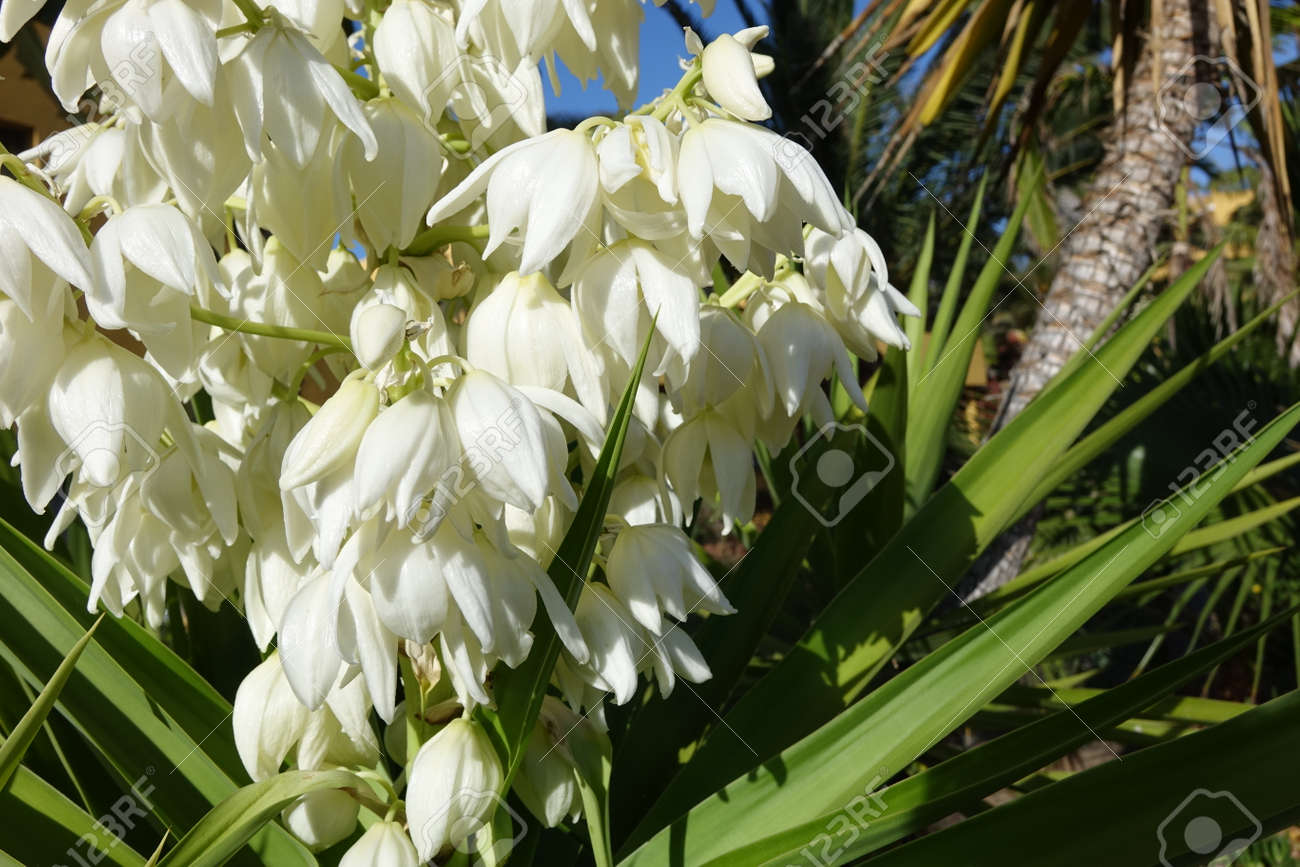 Yucca Aloifolia In Full Bloom With Beautiful White Flowers Taken Stock Photo Picture And Royalty Free Image Image 125052282