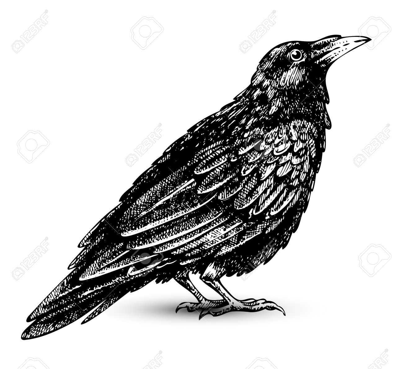 Corbeau Dessin De Haute Qualite Clip Art Libres De Droits Vecteurs Et Illustration Image