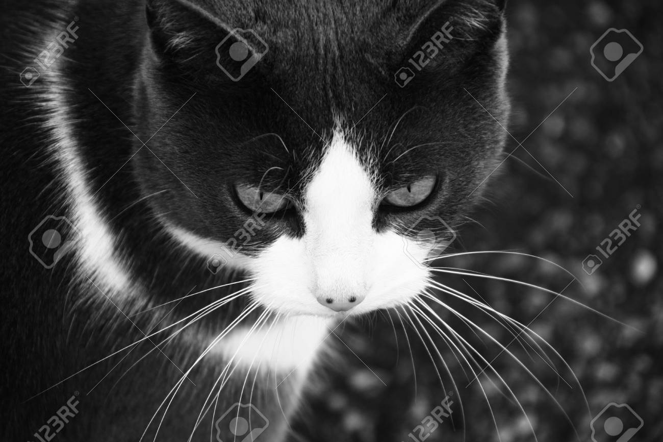 etiam-dictum-ipsum-a-felis