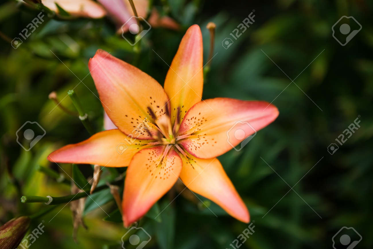 etiam-dictum-ipsum-a-felis