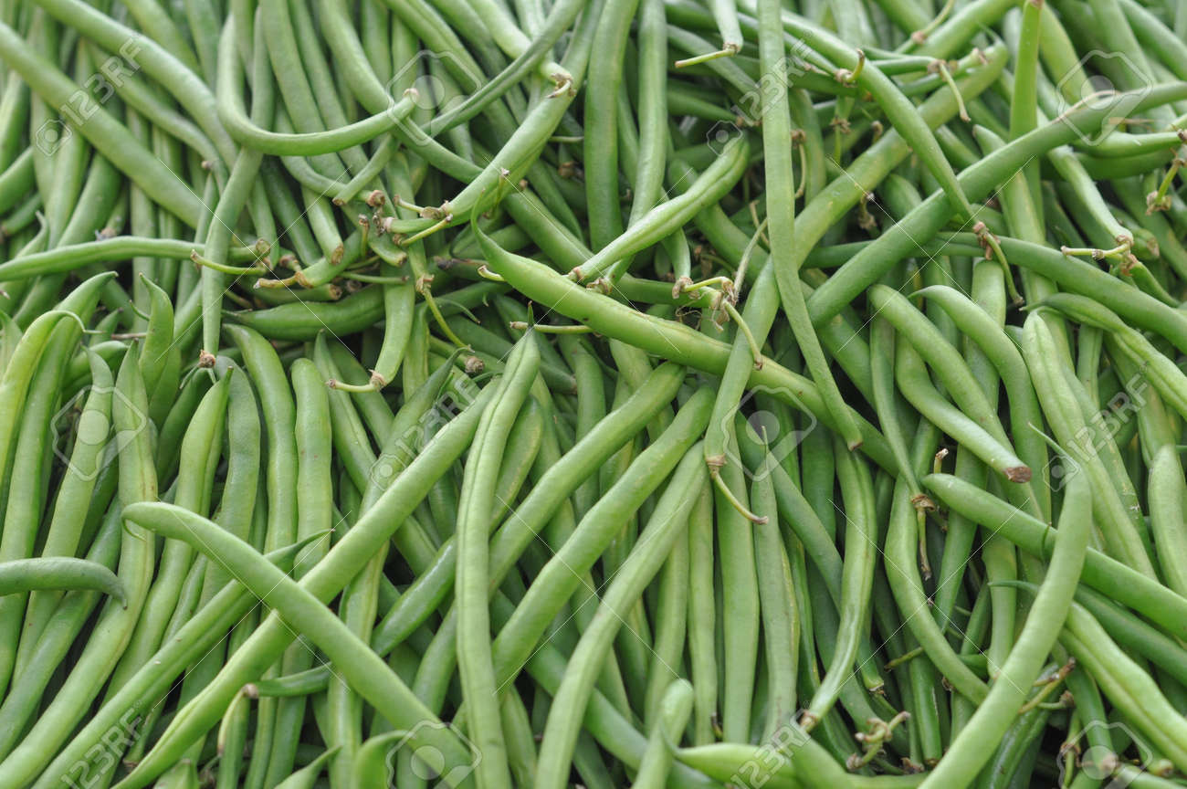 一般的な白インゲン豆野菜別名インゲンマメ の写真素材 画像素材 Image 0458