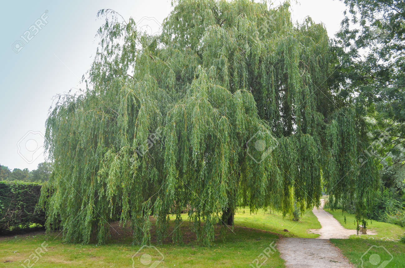Luxus Weidenbaum Kaufen