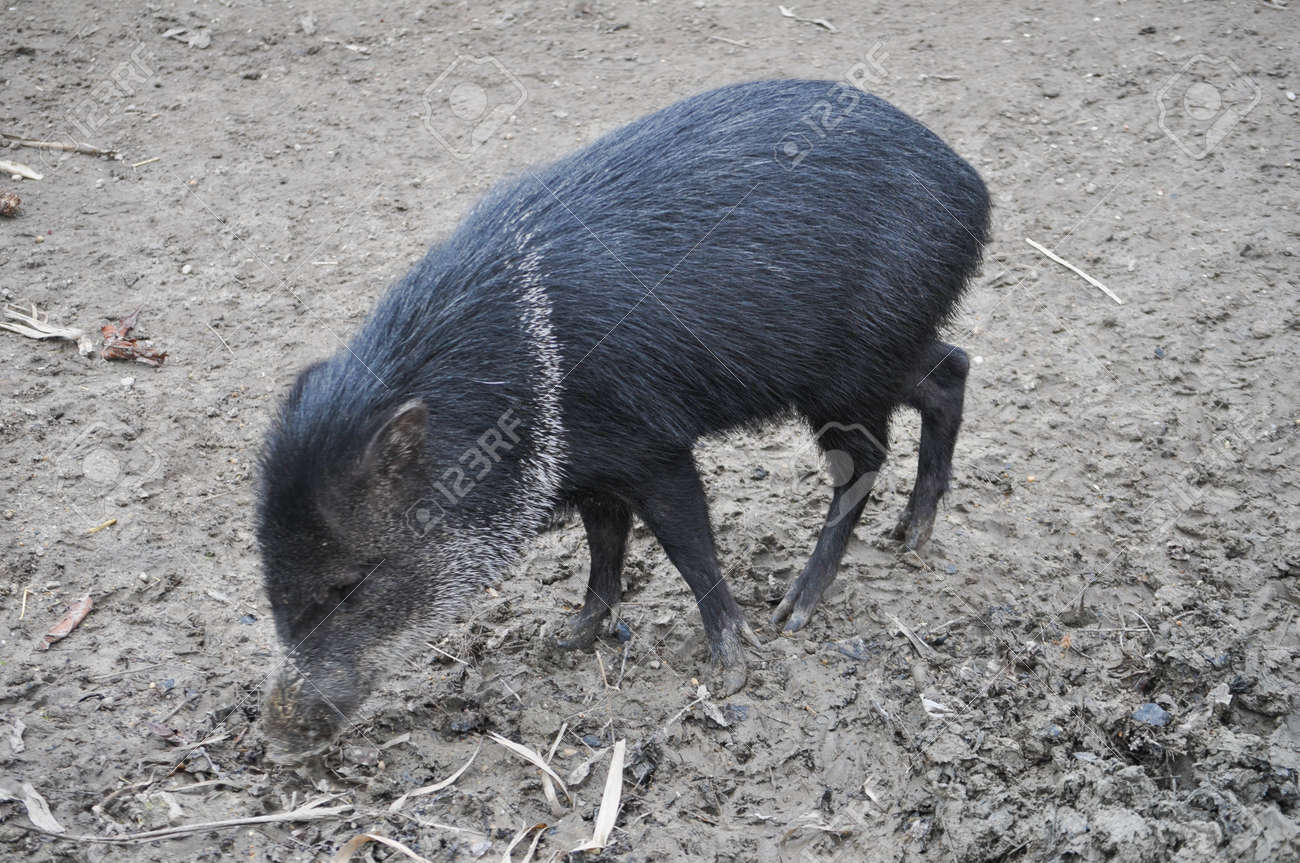 クビワペッカリー 別名クビワペッカリーまたはスカンクのブタ 哺乳類動物 の写真素材 画像素材 Image クビワペッカリー 別名クビワペッカリーまたはスカンクのブタ 哺乳類動物 の写真素材 画像素材 Image