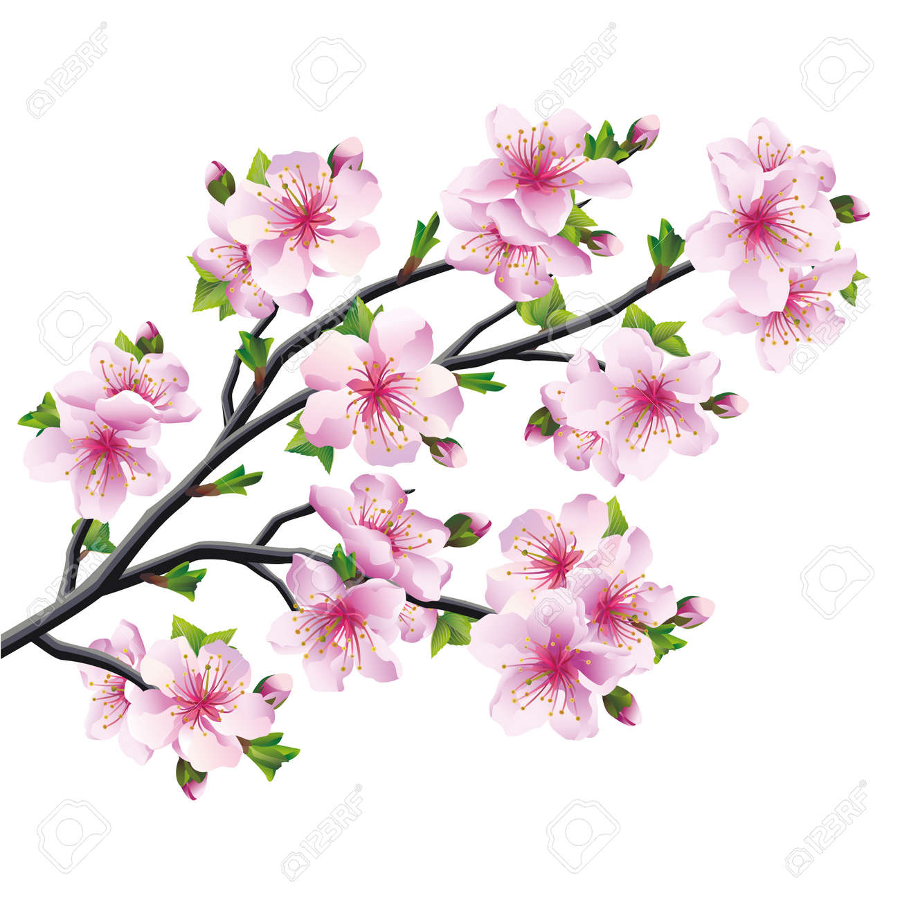 Sakura árbol Japonés, Flor De Cerezo Rosa Aislados En Blanco