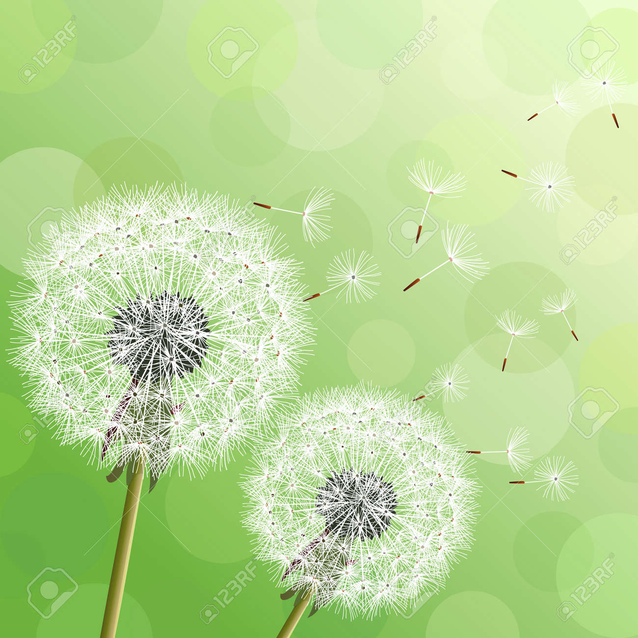 Floral 6x8 FT Backdrop Photographers,Cute Dandelion Flowers Nature Environment Fuzz Organic Fluff Artsy Illustration Background for Party Home Decor Outdoorsy Theme Vinyl Shoot Props Black White