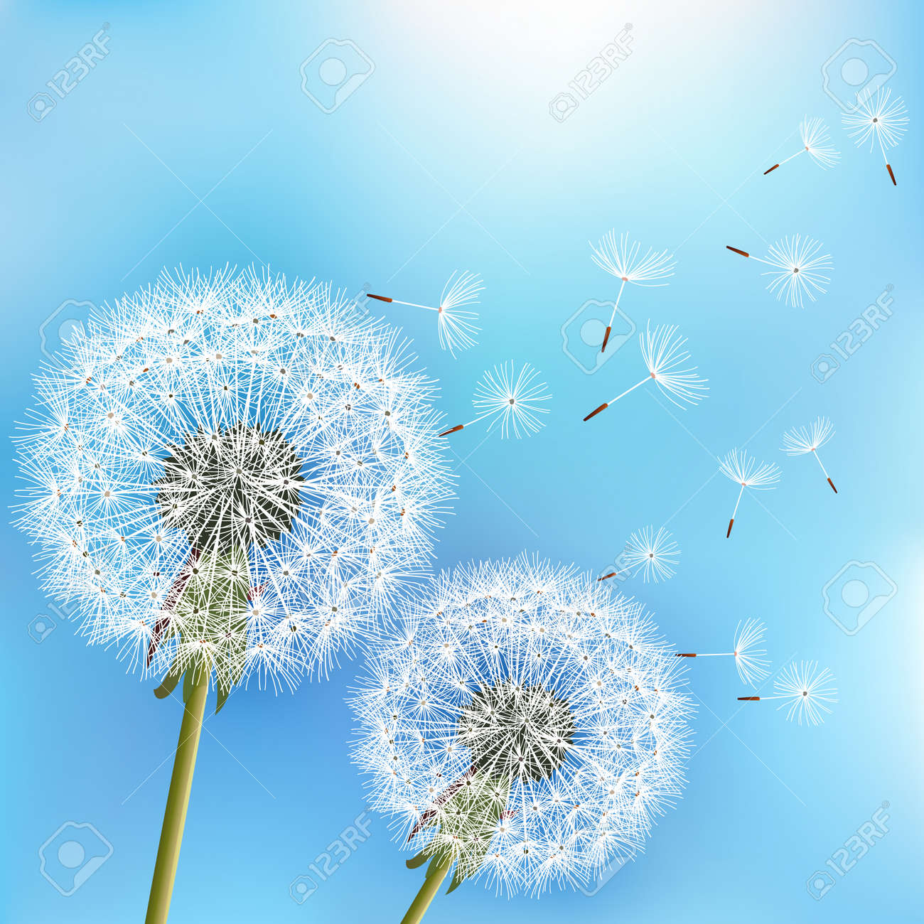 Stylish nature blue background with two flowers dandelions blowing seeds. Trendy floral spring or summer wallpaper. Vector illustration - 82449935 Stylish nature blue background with two flowers dandelions blowing seeds. Trendy floral spring or summer wallpaper. Vector illustration - 82449935