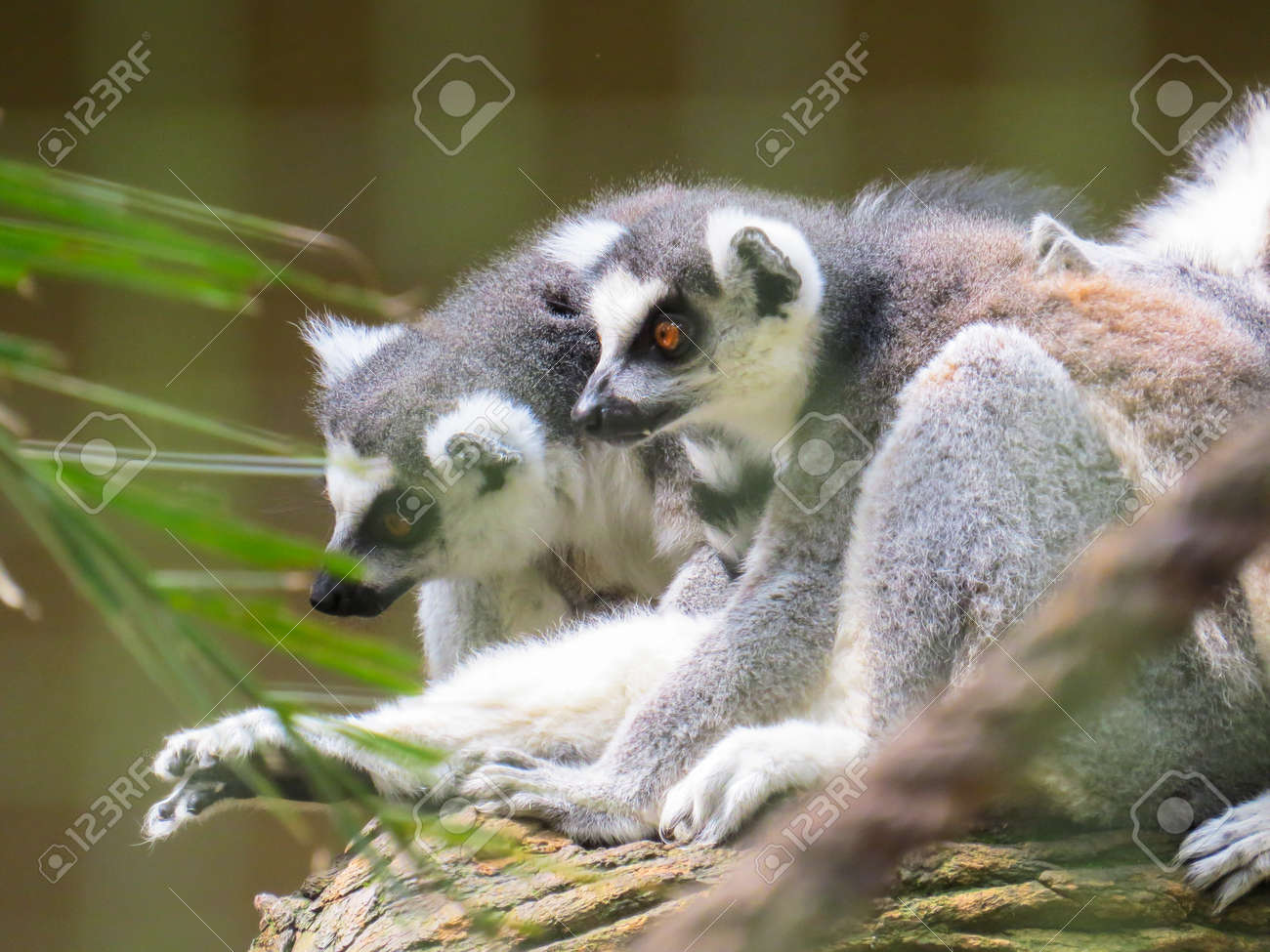 マダガスカルの野生動物の模範的です ツリーでアラートの位置に座っているキツネザル の写真素材 画像素材 Image 8765