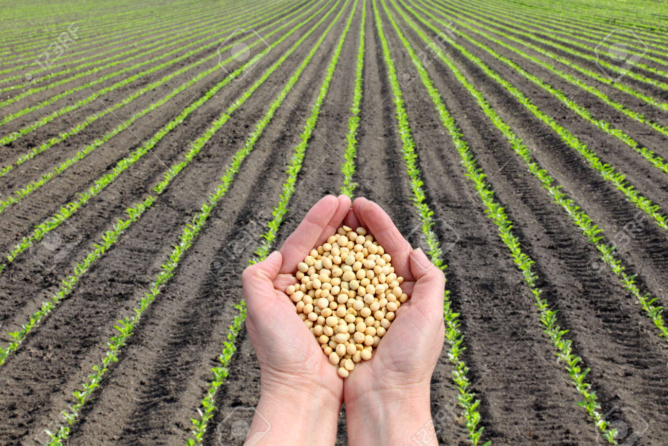 plant soy