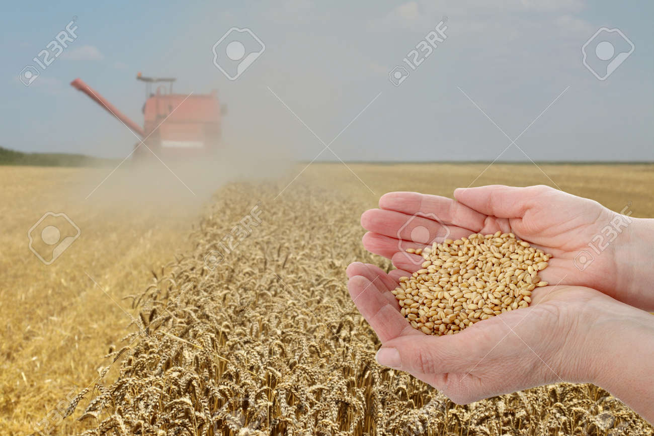 Immagini Stock L Agronomo O L Agricoltore Che Controlla La Qualita Del Campo Della Pianta Del Grano Durante Il Raccolto Mani Che Tengono Il Grano Image 97217634