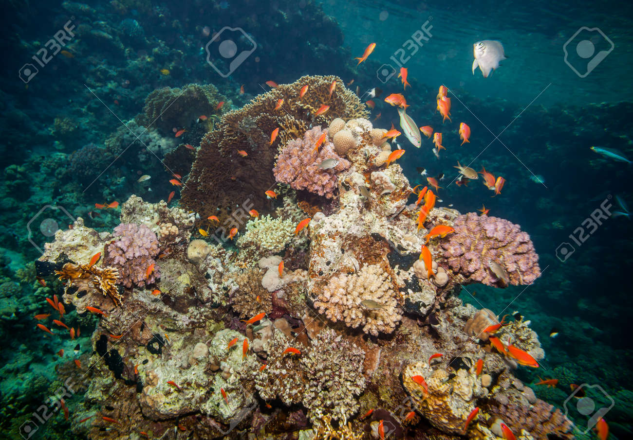 水中の風景です 紅海のサンゴ礁と多く海 Goldies は サンゴや岩 の写真素材 画像素材 Image