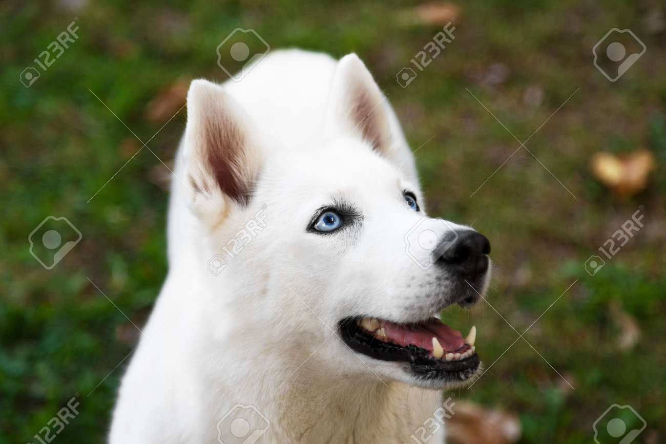 hills prescription cd