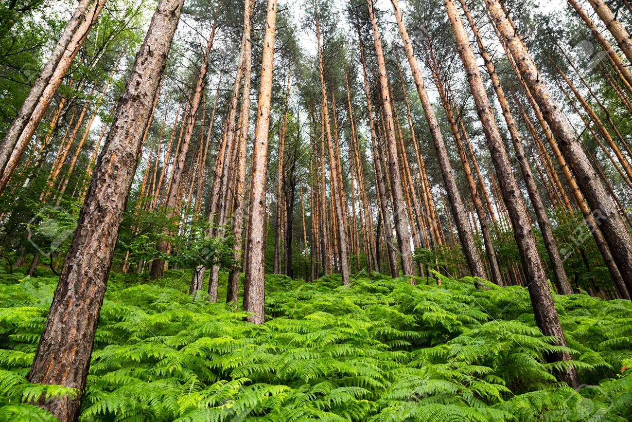 森の奥深くからやって来た天然野生の可愛い樅の木さん＊今春
