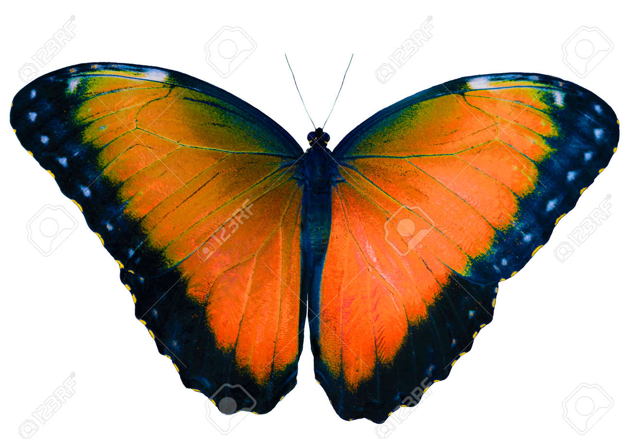 オレンジバタフライは 翼を開いた白の背景に孤立しました 青モルフォ蝶の色替え モルフォ Peleides の写真素材 画像素材 Image