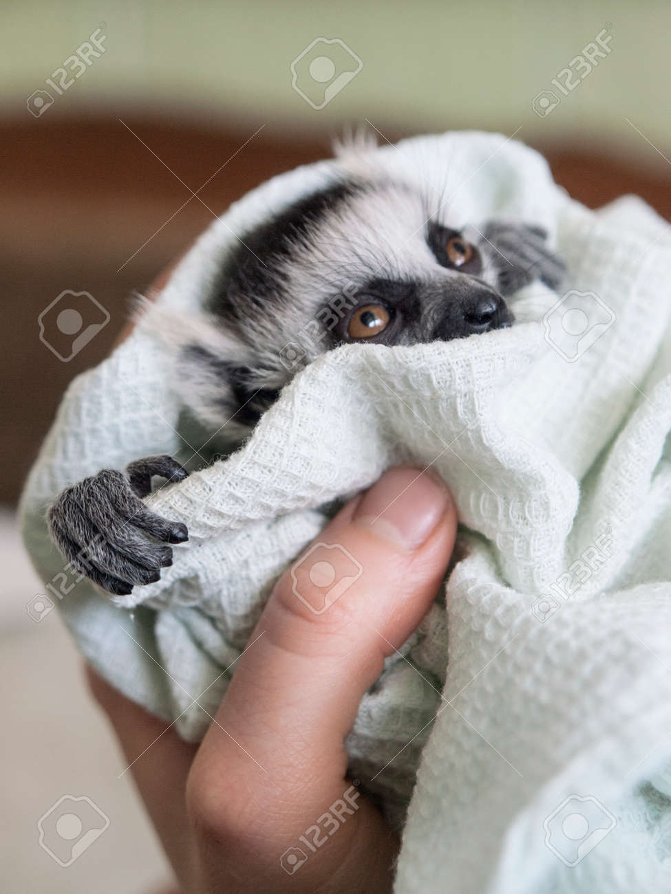 手で育てられた赤ちゃんのワオキツネザルがリネンで Swaddled します 看護師の手は 動物の子を保持します Lemur はフワフワ白髪 触れる鼻と大きな表情豊かなオレンジ色の目 の写真素材 画像素材 Image