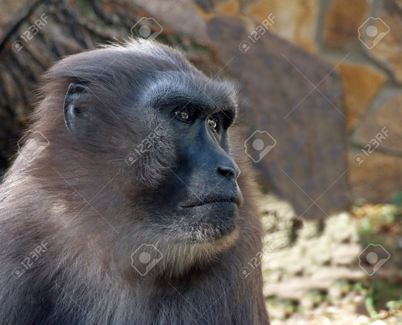 セレブのヘッドショットは黒いマカク または黒い猿 マカニグラはスラウェシに由来しています 悲観的で不潔に見えるオスの猿の肖像画 背景には石垣があります の写真素材 画像素材 Image