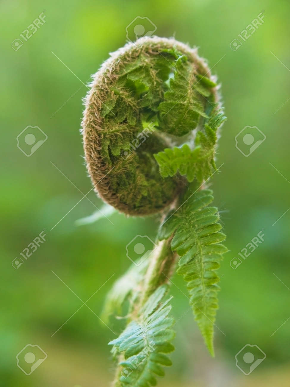 A Young Growing Rolled Spring Of A Fern On Blurred Green Background Stock Photo Picture And Royalty Free Image Image 104626413