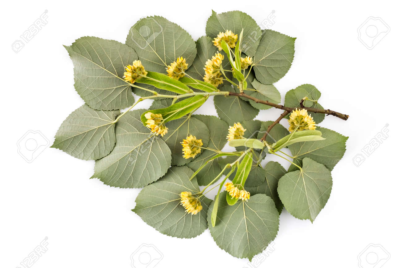 葉 ティリアの Platyphyllos 白い背景で隔離のリンデン花が咲くと支店 の写真素材 画像素材 Image