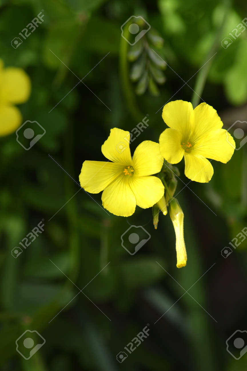 Close Up Of Yellow Common Wood Sorrel Flowers Oxalis Acetosella Stock Photo Picture And Royalty Free Image Image