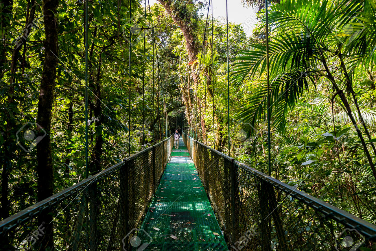 Hanging Bridges in Cloudforest - Monteverde, Costa Rica - 83337303 Hanging Bridges in Cloudforest - Monteverde, Costa Rica - 83337303