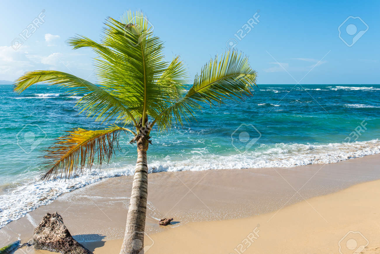 Plage Punta Uva Au Costa Rica Côte Sauvage Et Belle Caraïbe