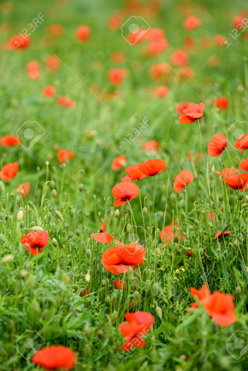 Poppy Flower In A Field With Beautiful Colors Stock Photo Picture