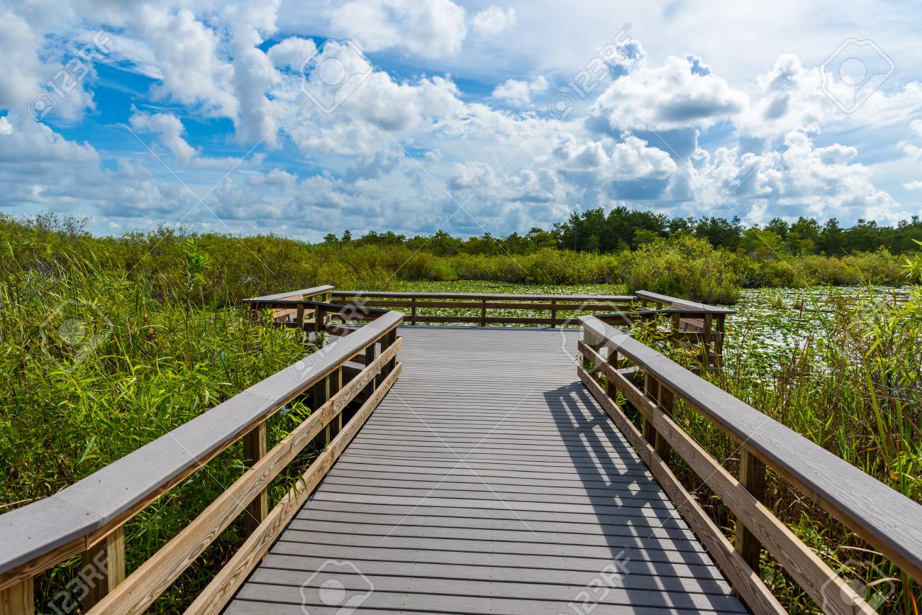エバーグレーズ国立公園のアンヒンガトレイル 沼の遊歩道 フロリダ アメリカ合衆国 の写真素材 画像素材 Image