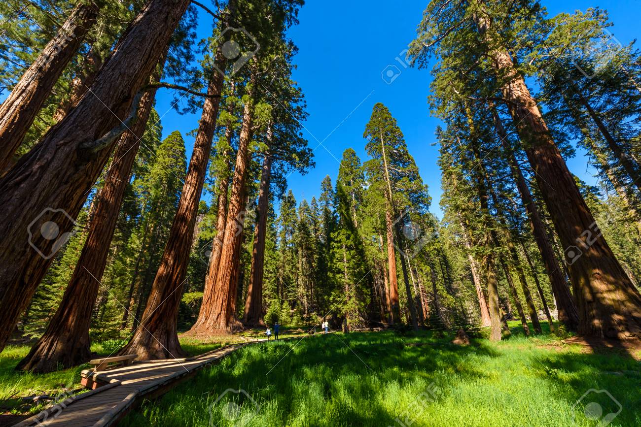 big tree trail sequoia