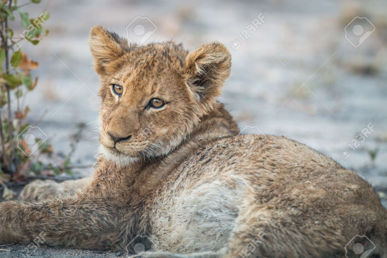 etiam-dictum-ipsum-a-felis