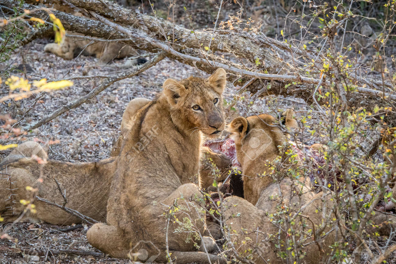 ライオンの子を振り返って Kapama ゲームの予備南アフリカ共和国で水牛を殺します の写真素材 画像素材 Image