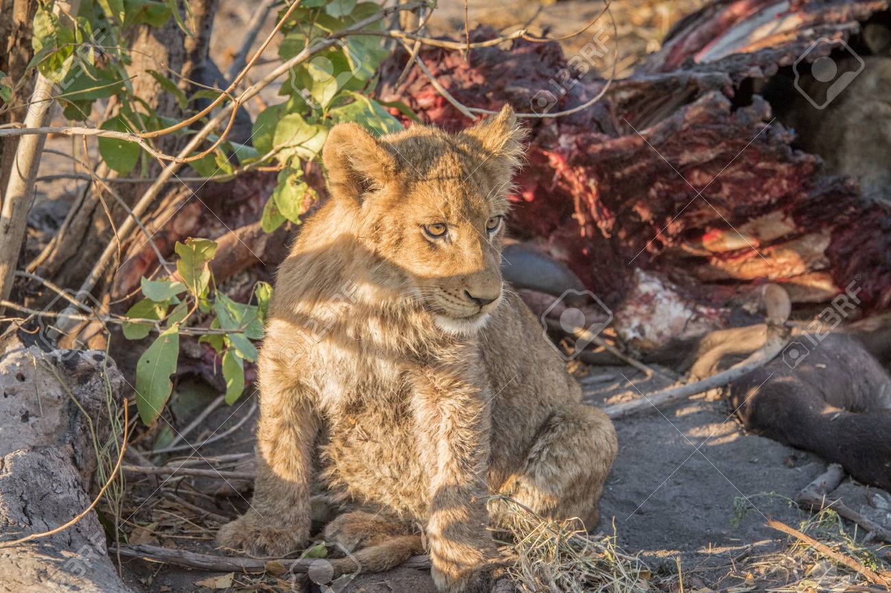 サビ サビもゲームの予備南アフリカ共和国のバッファロー殺すでライオンの子 の写真素材 画像素材 Image