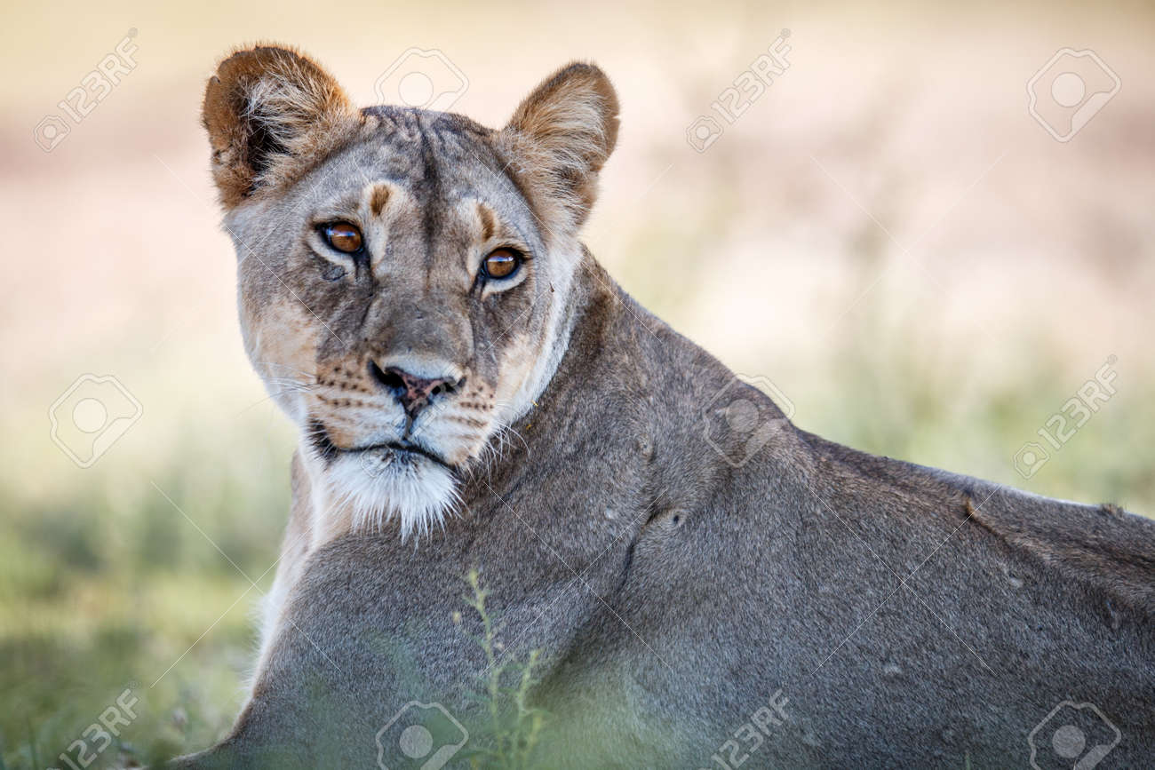 etiam-dictum-ipsum-a-felis