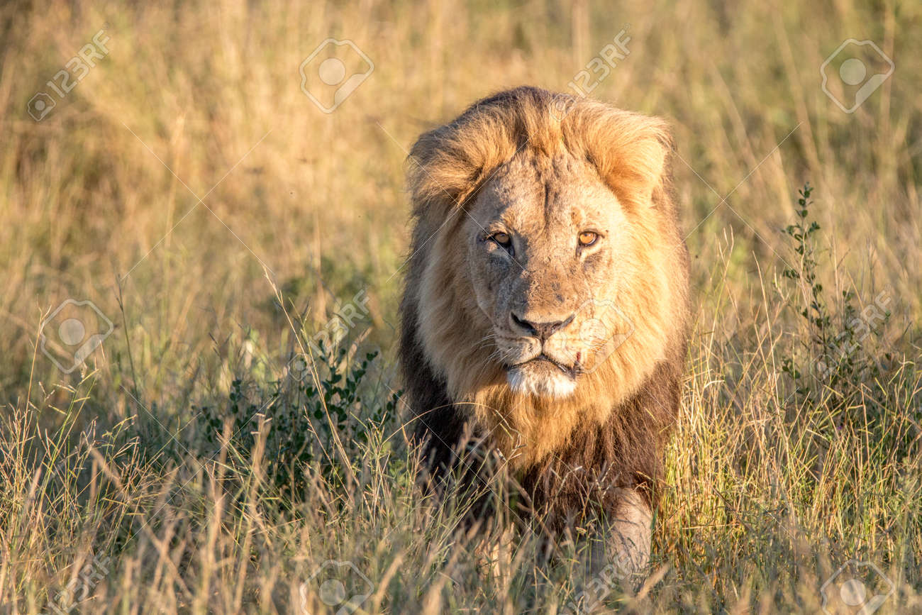 a male lion walking in the grass in the chobe national park stock