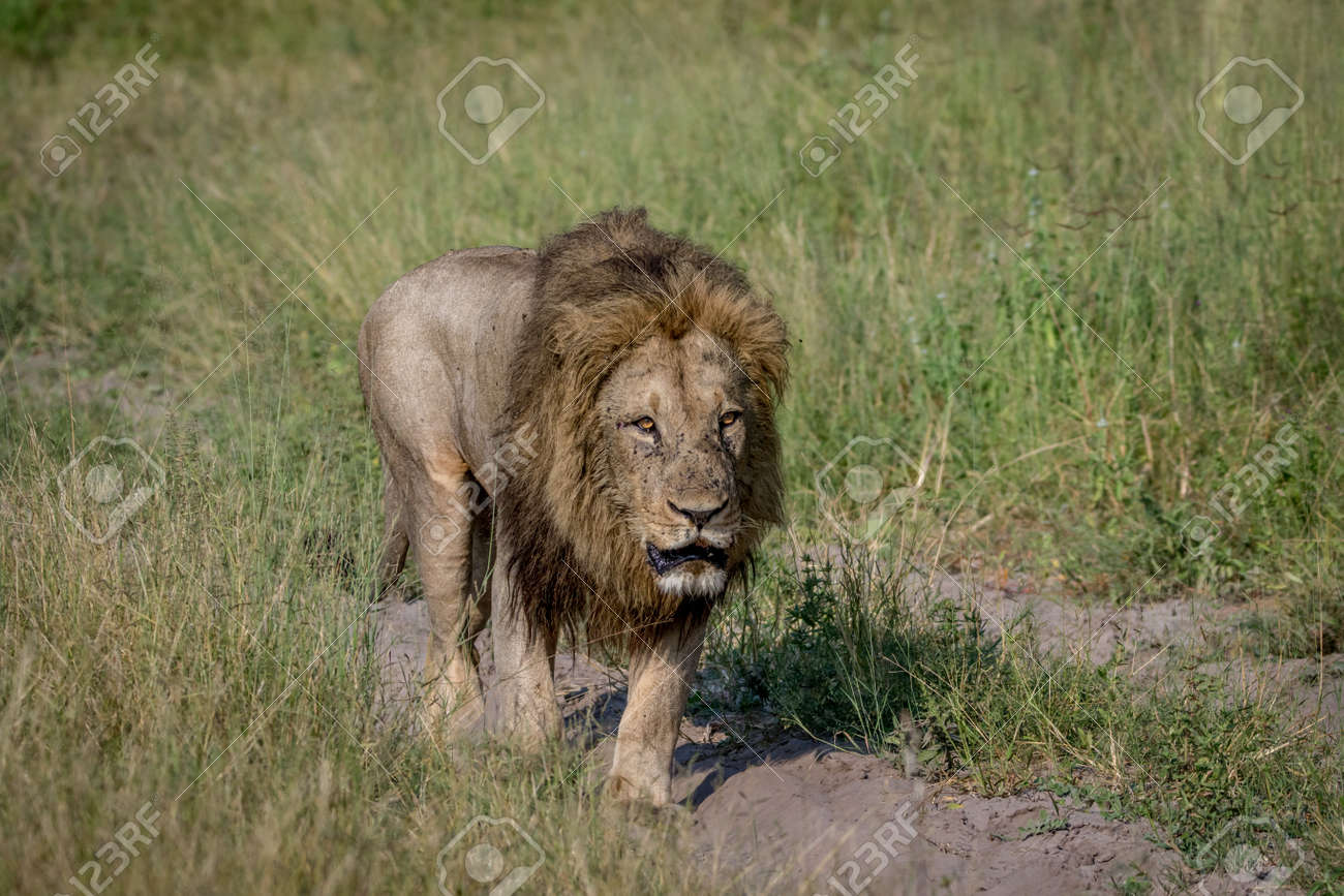 big male lion walking on the road in the chobe national park