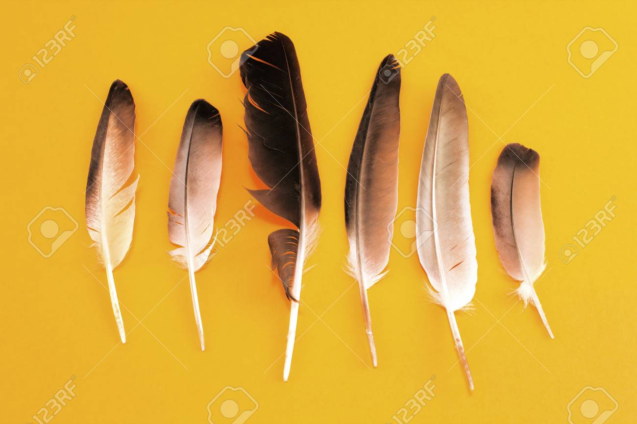 黄色の背景に鳩の羽根 の写真素材 画像素材 Image