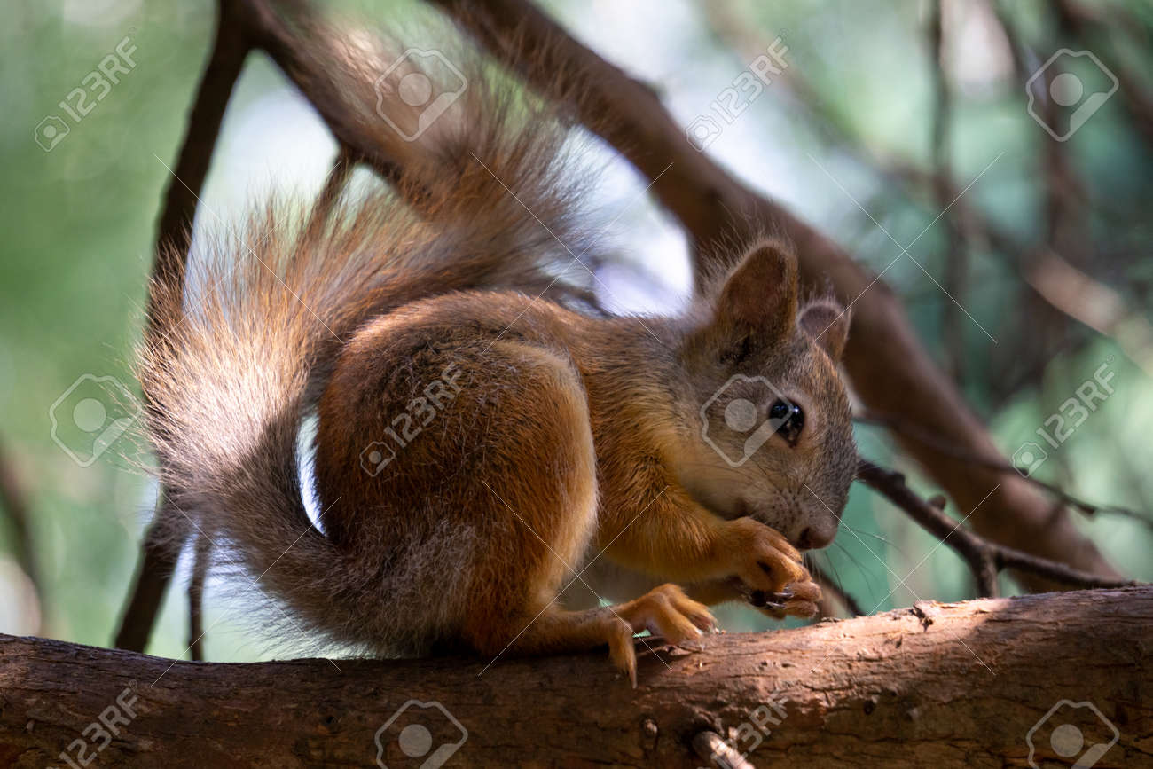 etiam-dictum-ipsum-a-felis