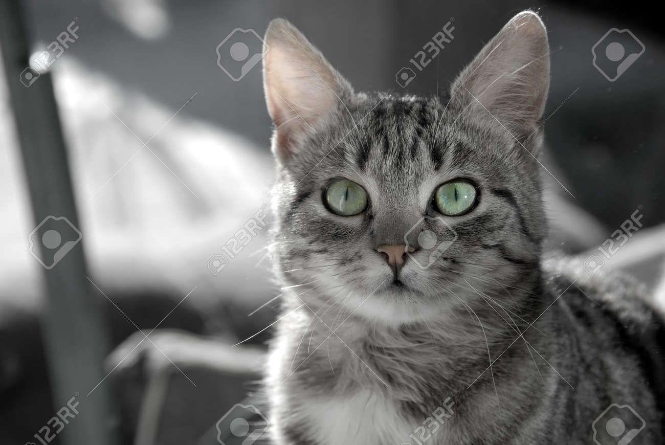 Young Domestic Mixed Bread Gray Cat With Green Eyes In Black
