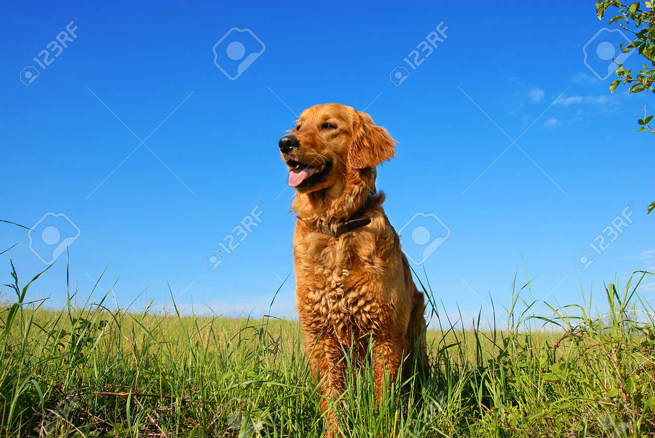 orange golden retriever dog portrait outdoors on green meadow over blue sky - 9527054 orange golden retriever dog portrait outdoors on green meadow over blue sky - 9527054