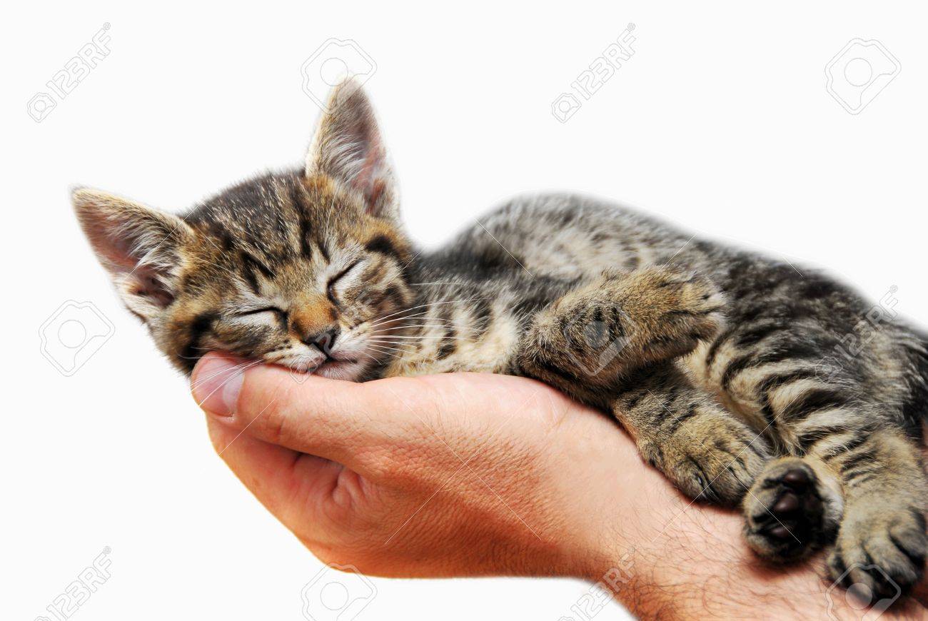 little baby cat sleeping in male arms isolated over white background - 10073114 little baby cat sleeping in male arms isolated over white background - 10073114