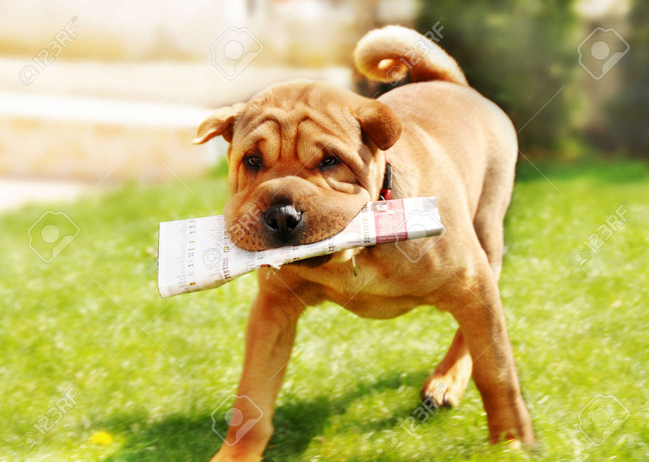 adorable shar pei dog carrying newspaper over green natural background outdoor - 10185757 adorable shar pei dog carrying newspaper over green natural background outdoor - 10185757