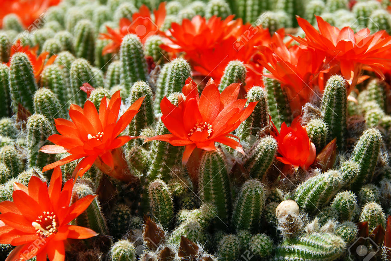 blooming flowers of Red Torch Cactus, Echinopsis huascha - 10501627 blooming flowers of Red Torch Cactus, Echinopsis huascha - 10501627