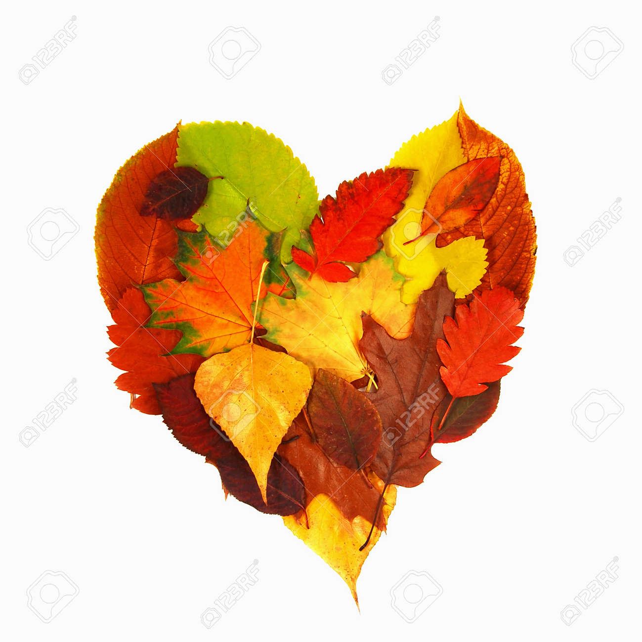 various bright colorful autumn tree leaves in heart shape over white background - 14351692 various bright colorful autumn tree leaves in heart shape over white background - 14351692