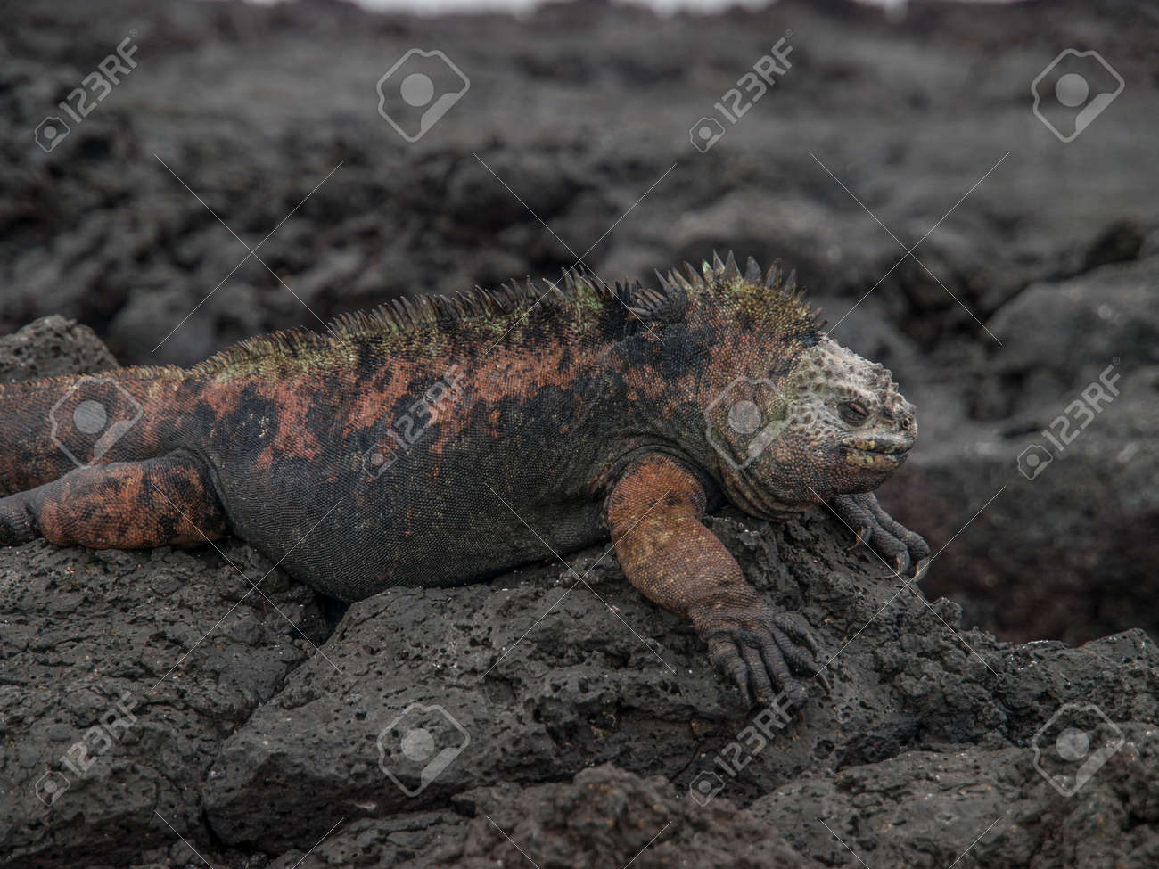 赤と緑のイグアナがガラパゴス諸島エクアドルの黒い溶岩岩の上で日光浴します の写真素材 画像素材 Image 5090