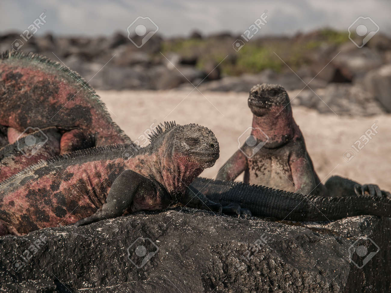 ガラパゴス諸島は エクアドルの黒い溶岩の上に 4 つの赤と緑のイグアナのグループ の写真素材 画像素材 Image