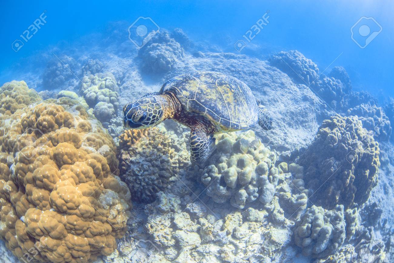 ハワイのウミガメ の写真素材 画像素材 Image