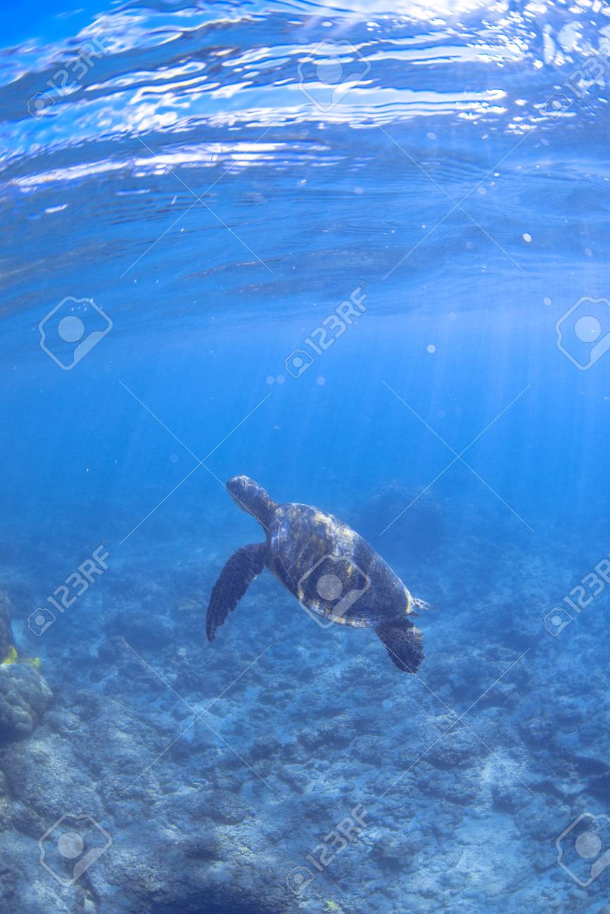 ハワイのウミガメ の写真素材 画像素材 Image