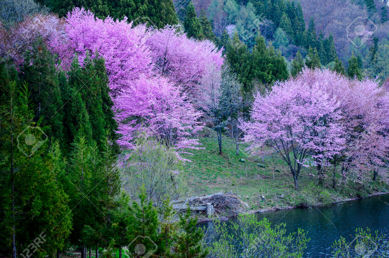 Mysterious Cherry Blossoms Japanese Garden Stock Photo Picture