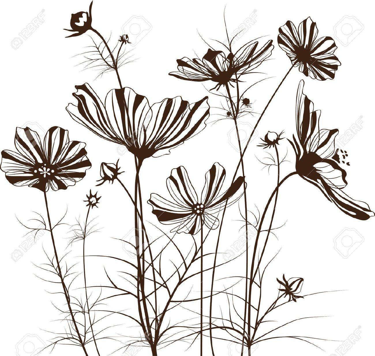 Garden Flowers Cosmos Bipinnatus Royalty Free Cliparts Vectors And Stock Illustration Image
